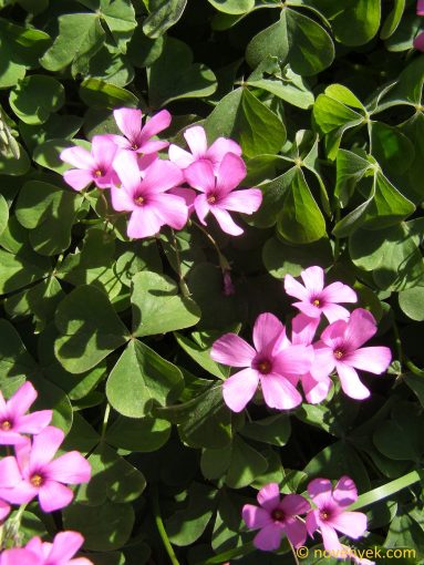 Image of plant Oxalis articulata