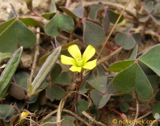 Image of plant Oxalis corniculata