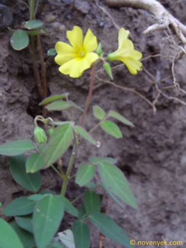 Image of plant Oxalis frutescens