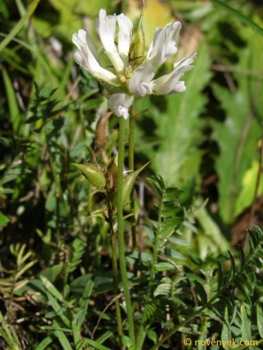 Image of plant Oxytropis campestris