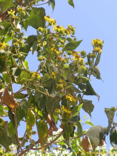 Image of plant Oyedaea verbesinoides