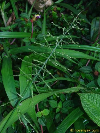 Image of plant Panicum pilosum