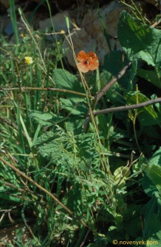 Image of plant Papaver pinnatifidum