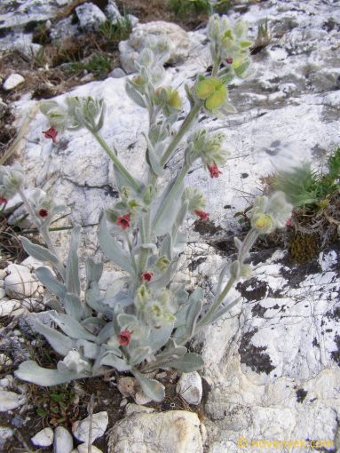 Image of plant Pardoglossum cheirifolium