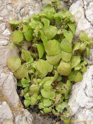 Image of plant Parietaria lusitanica