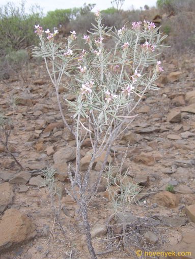 Image of plant Parolinia intermedia