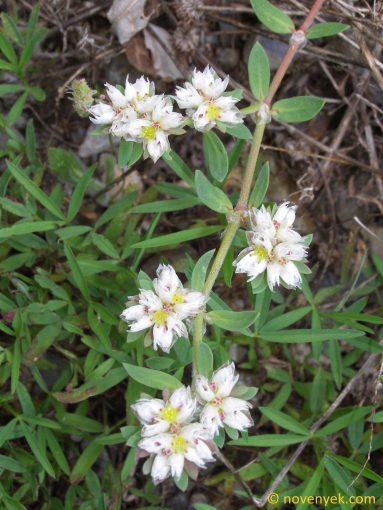 Image of plant Paronychia argentea