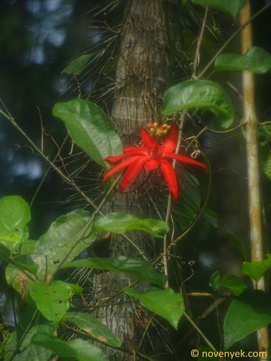 Image of plant Passiflora quadriglandulosa