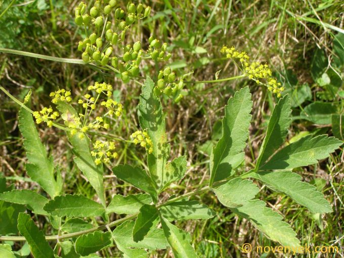 Image of plant Pastinaca sativa