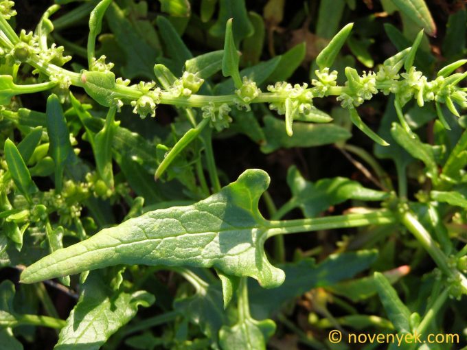 Image of plant Patellifolia procumbens