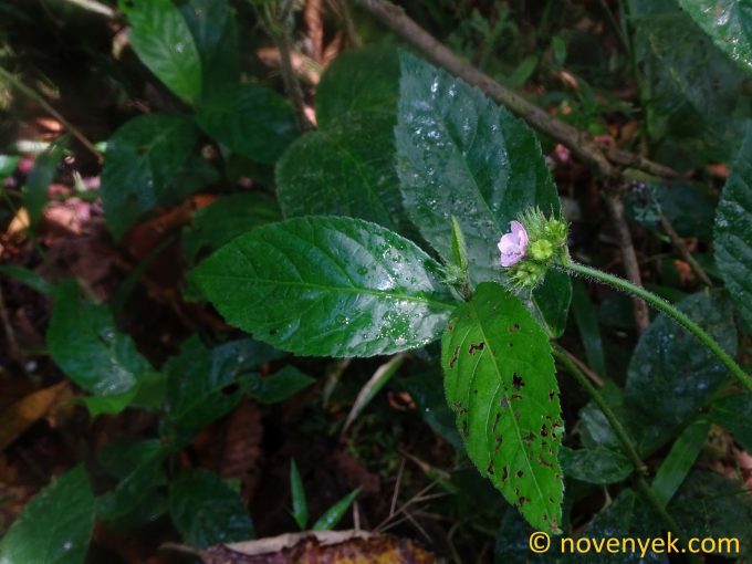 Image of plant Pavonia fruticosa