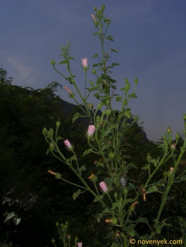 Image of plant Pavonia zeylanica