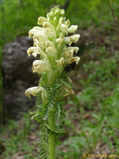 Image of plant Pedicularis comosa