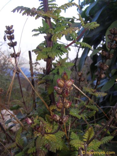Image of plant Pedicularis siamensis