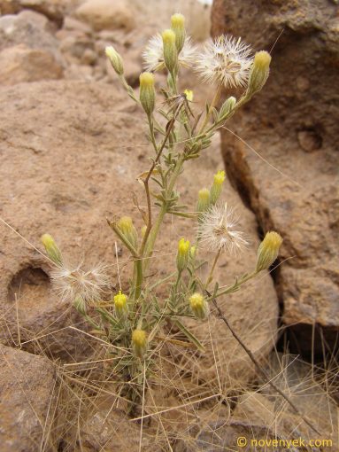 Image of plant Pegolettia senegalensis
