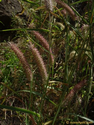 Image of plant Pennisetum pedicellatum