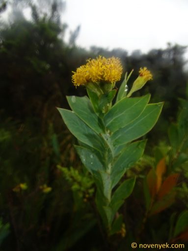 Image of plant Pentacalia vaccinioides