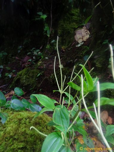 Image of plant Peperomia alata