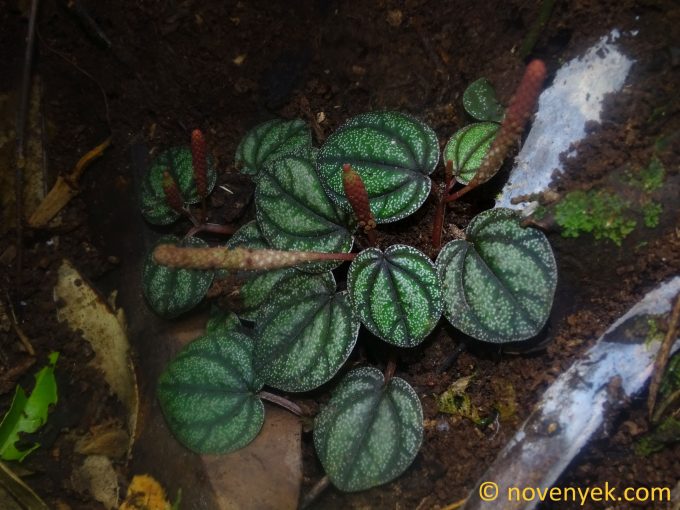 Image of plant Peperomia antoniana