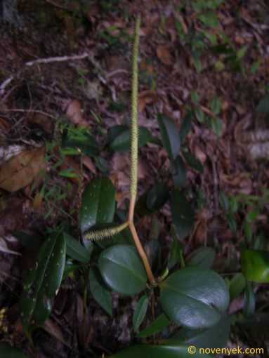Image of plant Peperomia crassicaulis