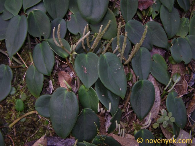 Image of plant Peperomia distachya