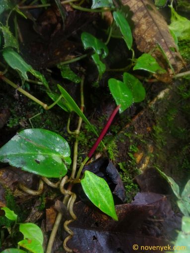 Image of plant Peperomia eburnea