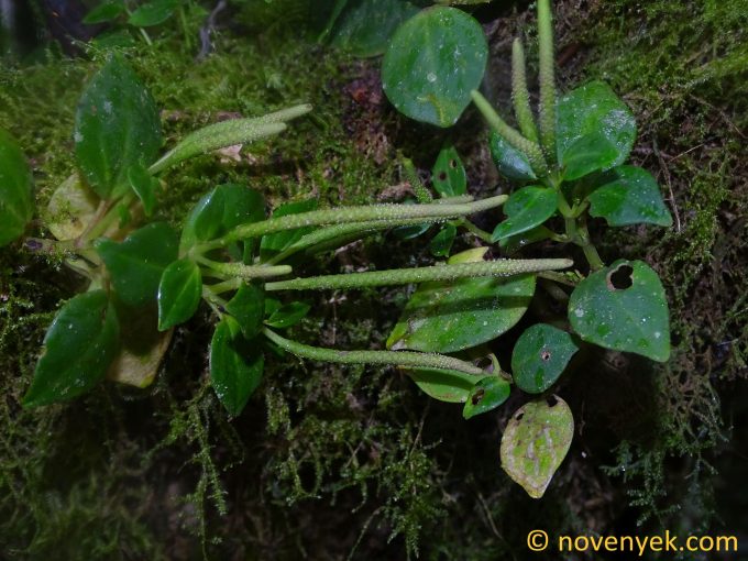 Image of plant Peperomia parasitica