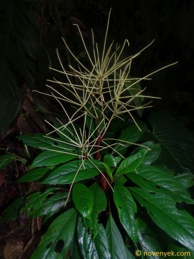 Image of plant Peperomia striata