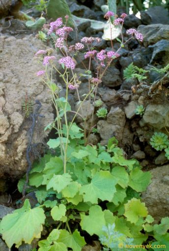 Image of plant Pericallis papyracea