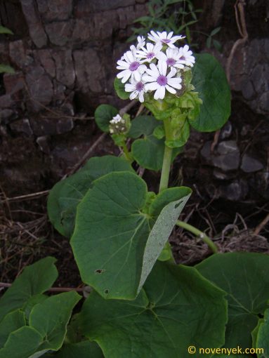 Image of plant Pericallis webbii