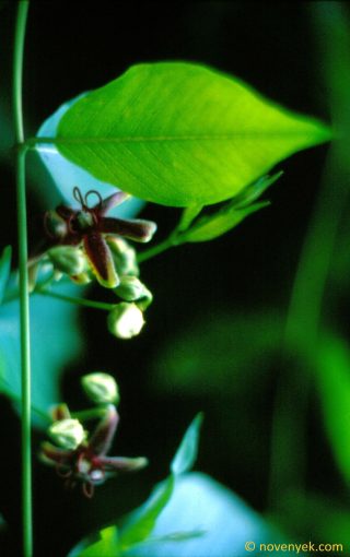 Image of plant Periploca graeca