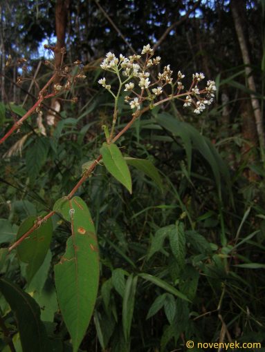 Image of plant Persicaria chinensis