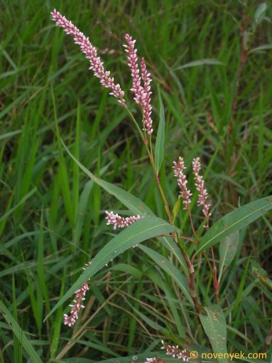 Image of plant Persicaria glabra