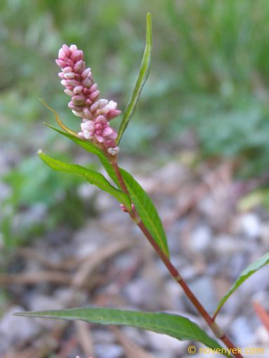 Image of plant Persicaria maculosa
