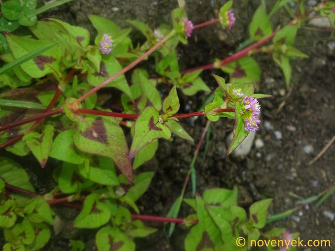 Image of plant Persicaria nepalensis