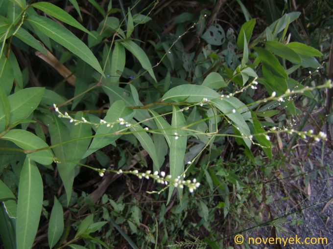 Image of plant Persicaria punctata