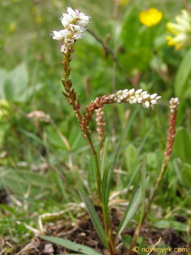 Image of plant Persicaria vivipara