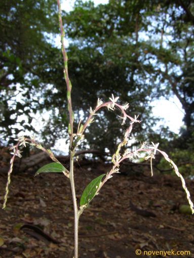 Image of plant Petiveria alliacea