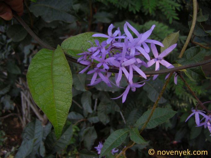 Image of plant Petrea volubilis