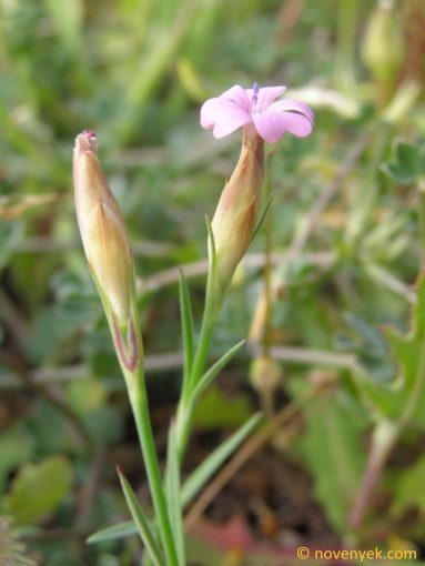 Image of plant Petrorhagia nanteuilii
