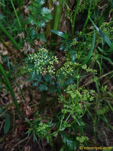 Image of plant Petroselinum crispum