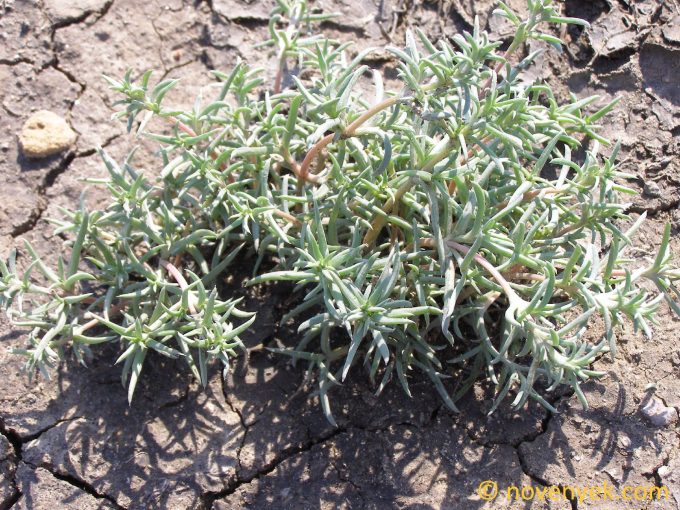 Image of plant Petrosimonia brachiata