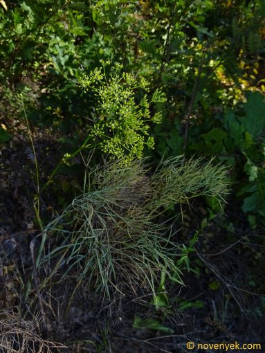 Image of plant Peucedanum officinale
