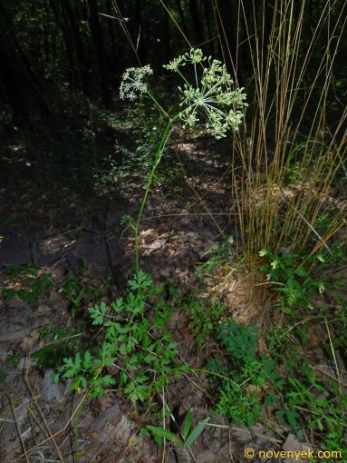 Image of plant Peucedanum oreoselinum