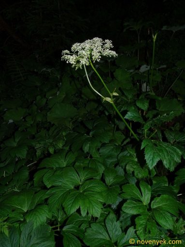 Image of plant Peucedanum ostruthium