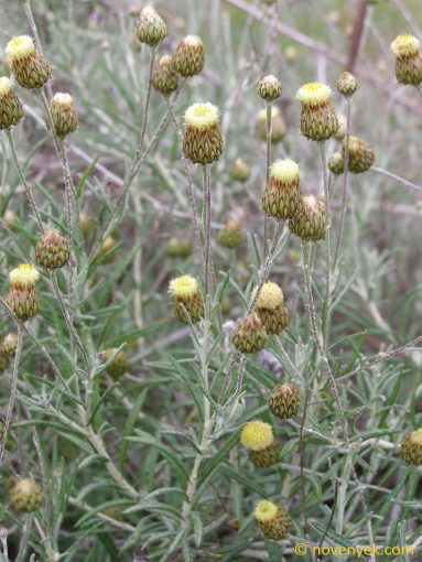 Image of plant Phagnalon saxatile