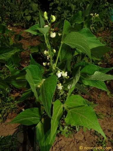 Image of plant Phaseolus vulgaris