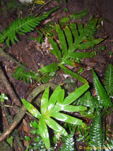 Image of plant Phlebodium areolatum
