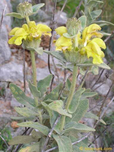 Image of plant Phlomis viscosa