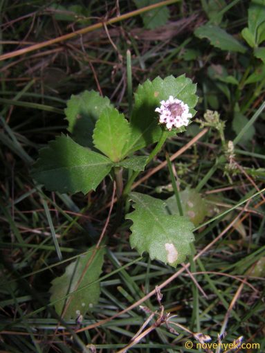 Image of plant Phyla canescens